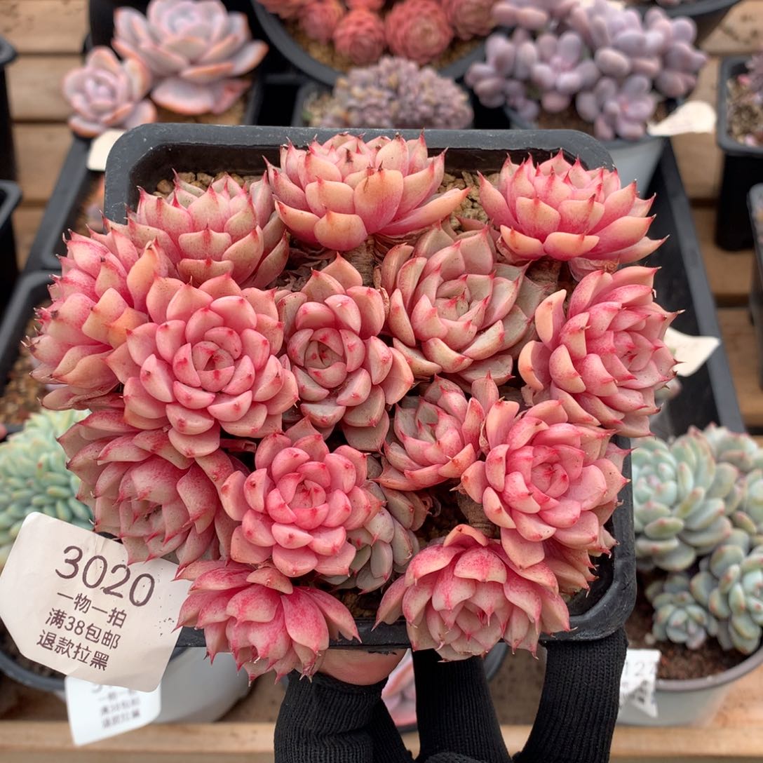 14厘米16头有砍苯巴3020