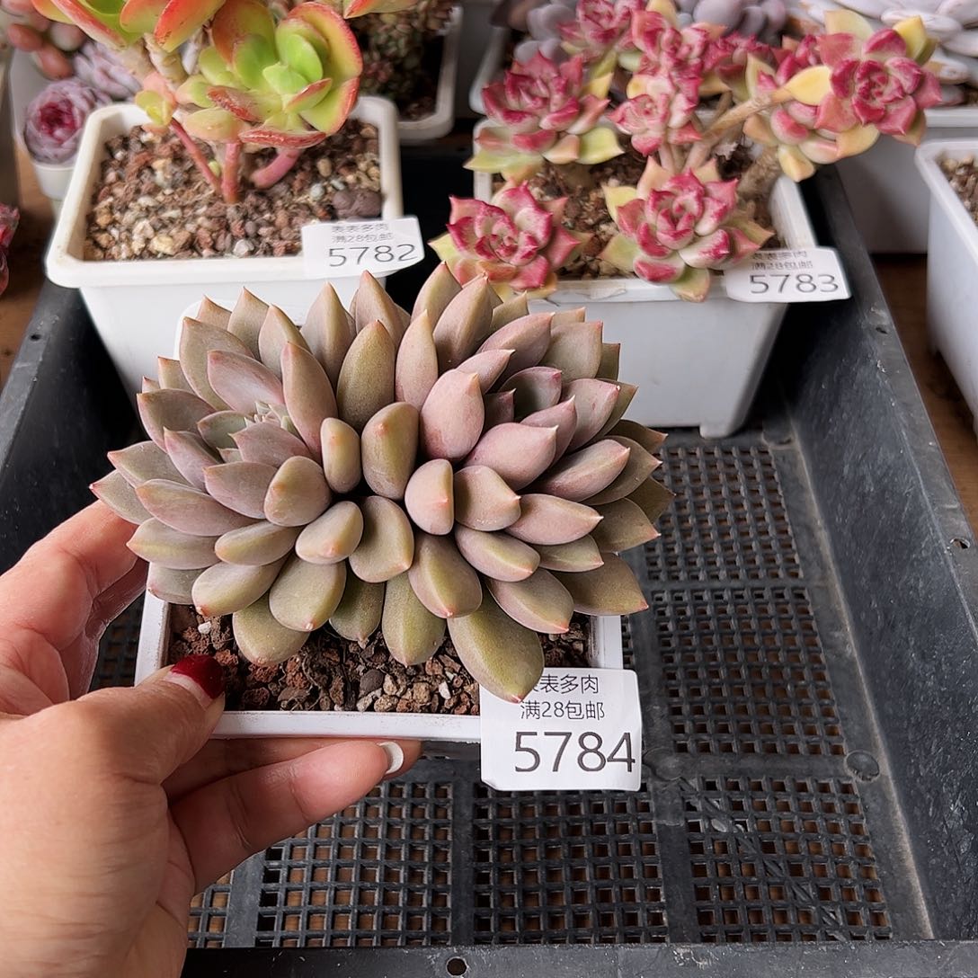 9号我们的确是一个5784