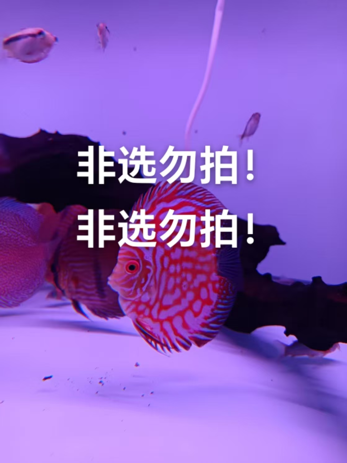 七彩神仙鱼（需要时拍）（非选勿拍）