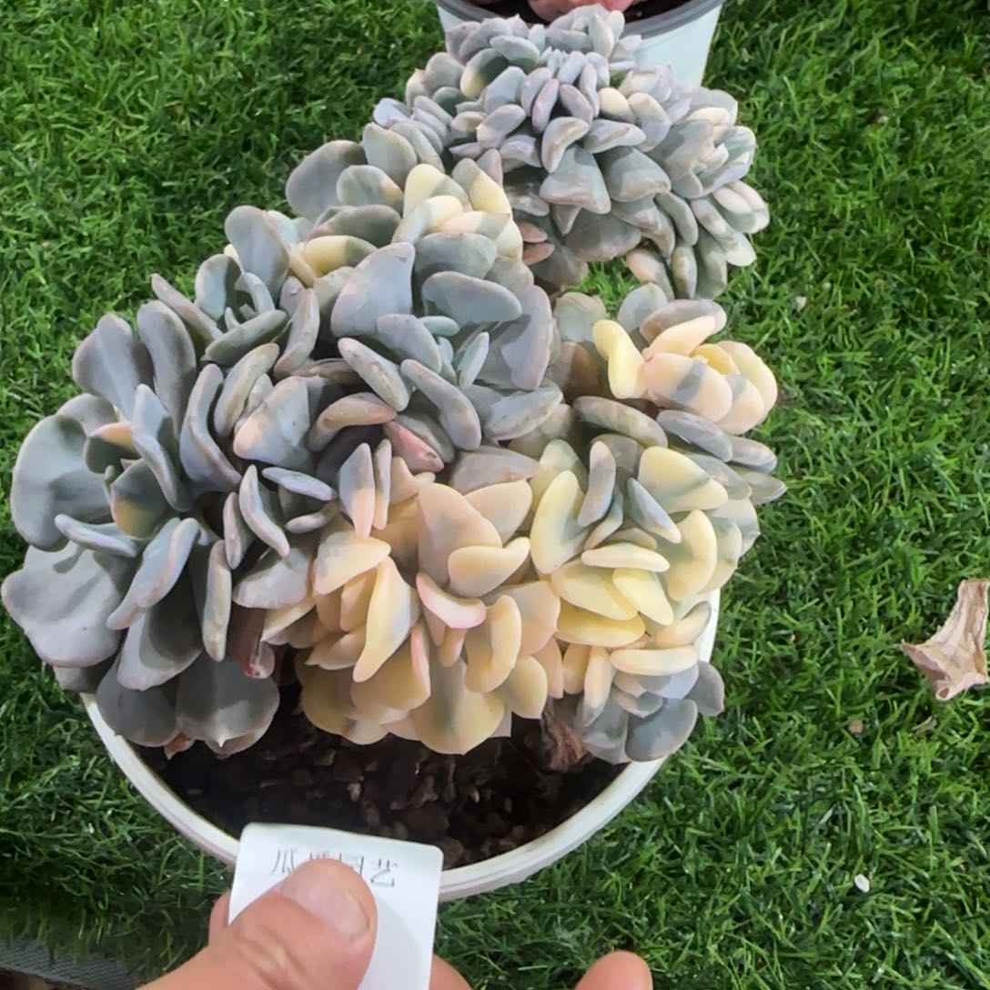 2272雪精灵锦主会场了