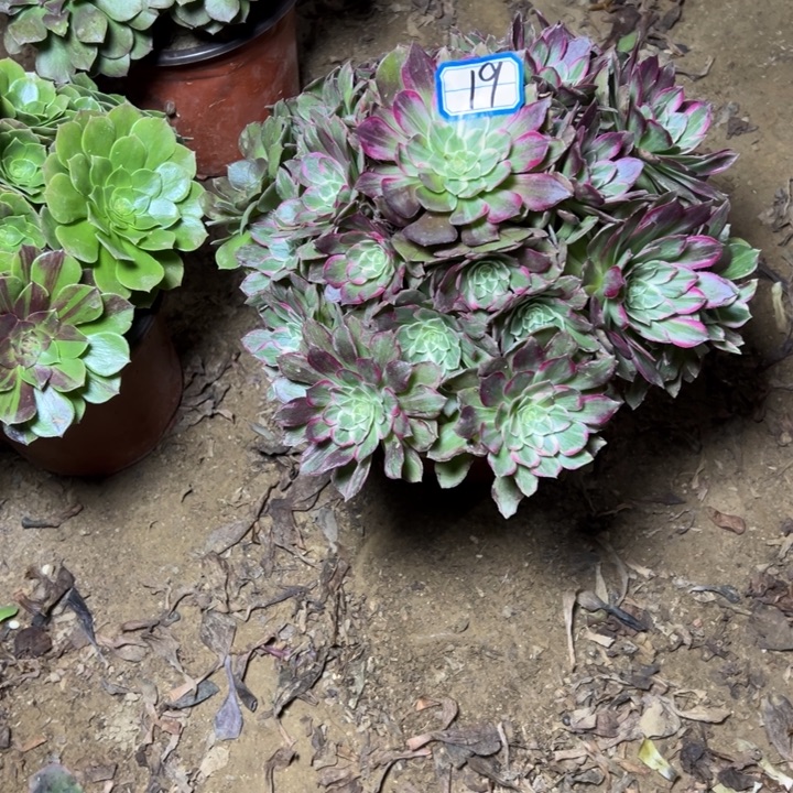 多肉植物莲花法师19