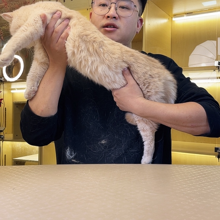 乳色渐层妹妹一只