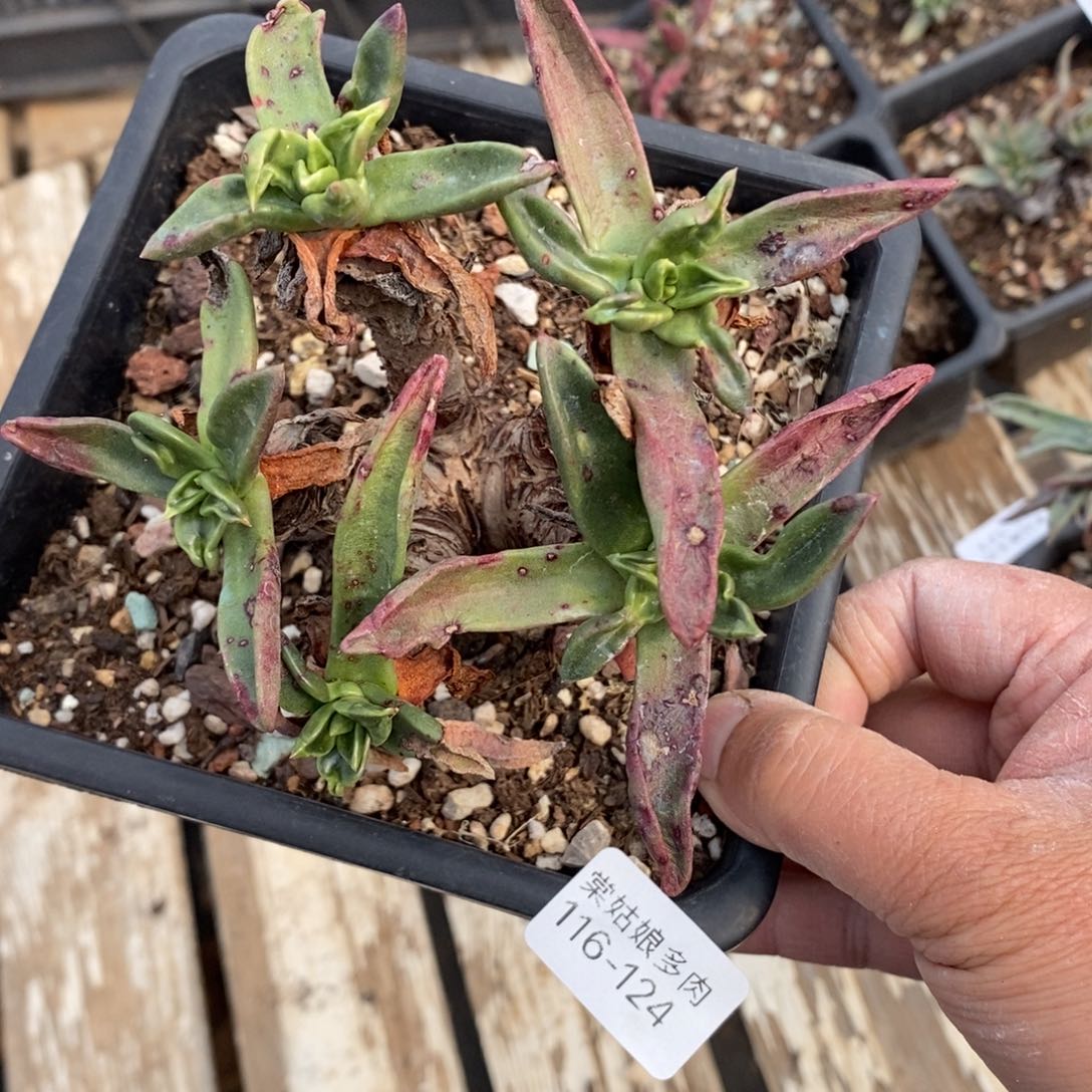 124号绿苹果叶小可爱