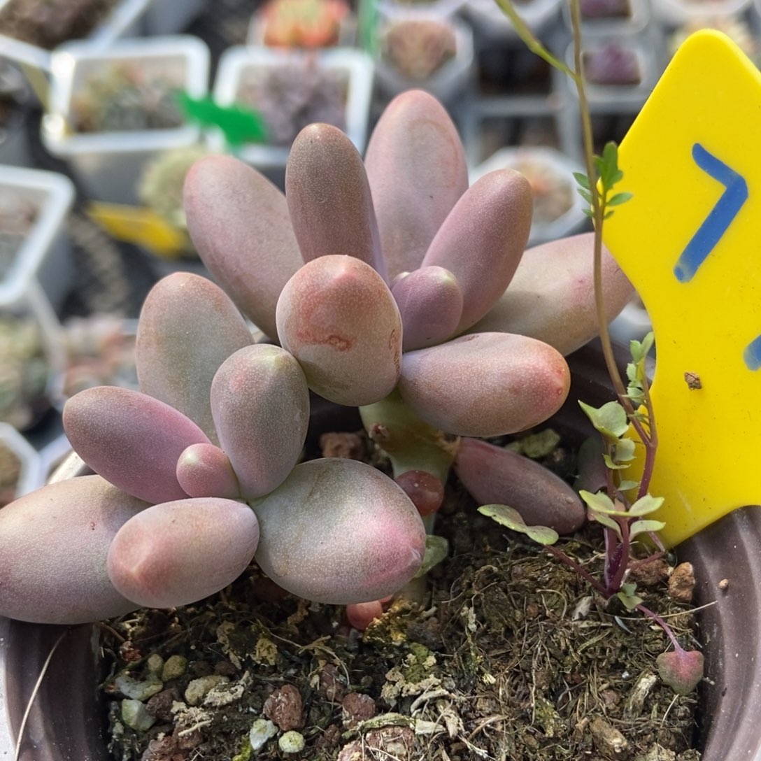 798糖果美人多肉植物保护