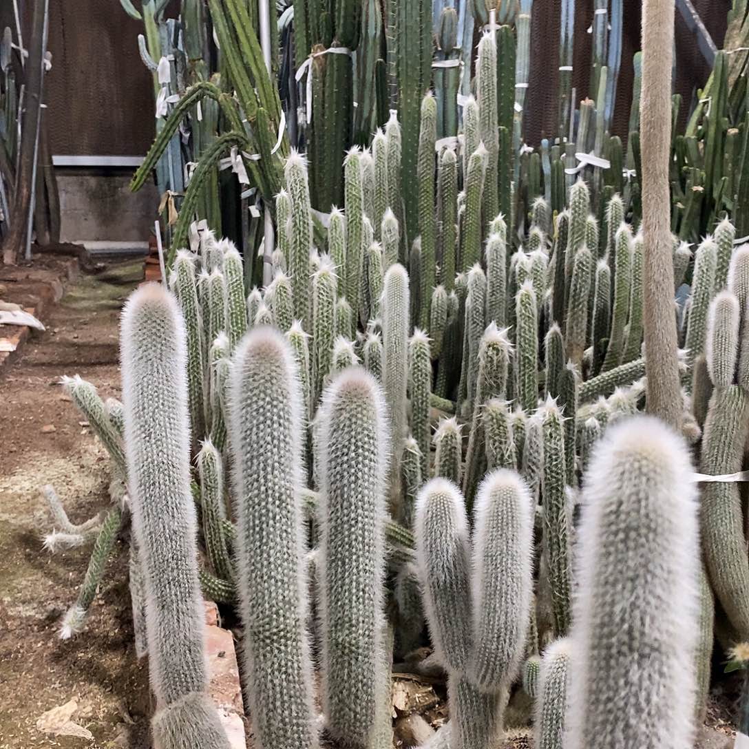 吹雪柱5颗现砍20公分