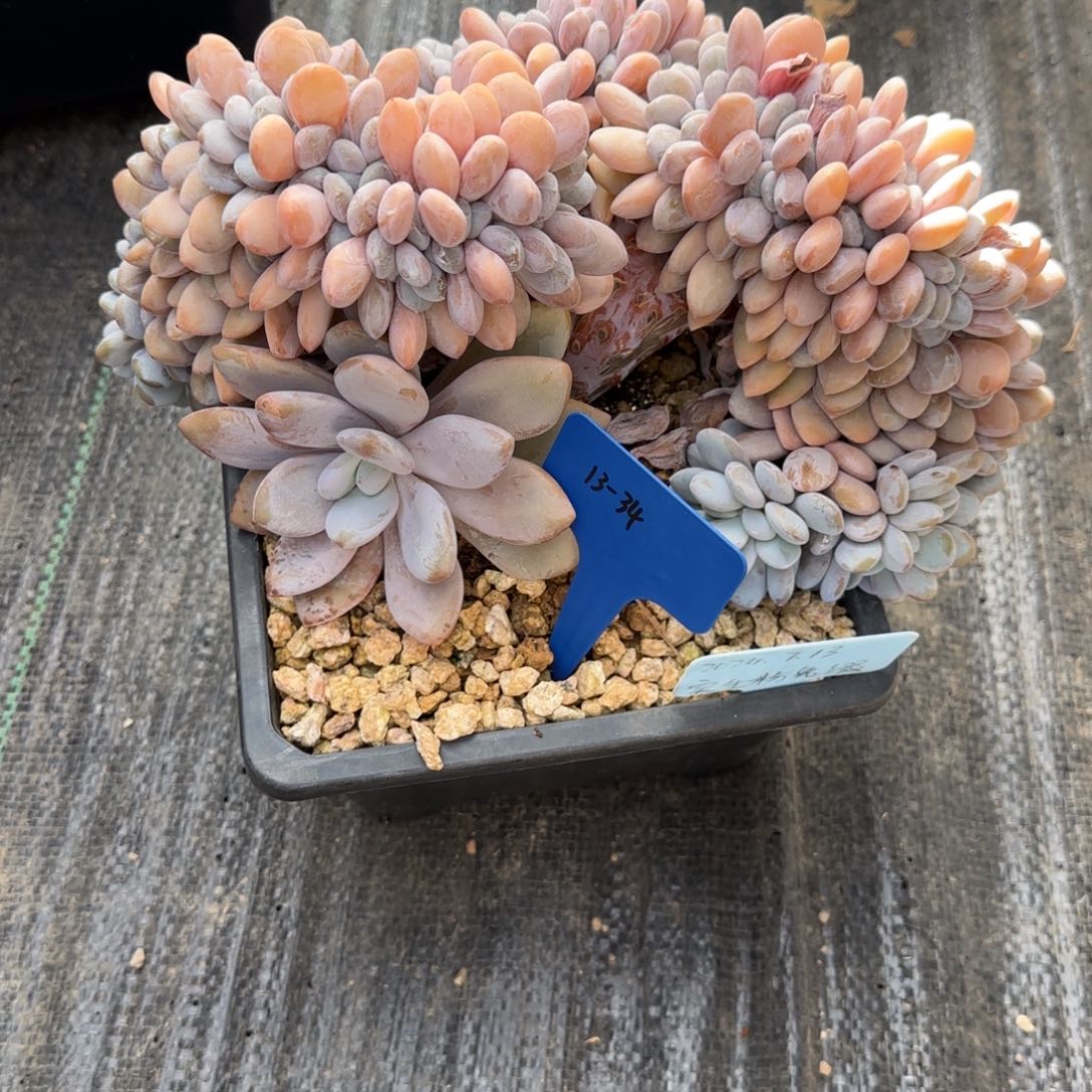 一物一拍粉兔缀13-34