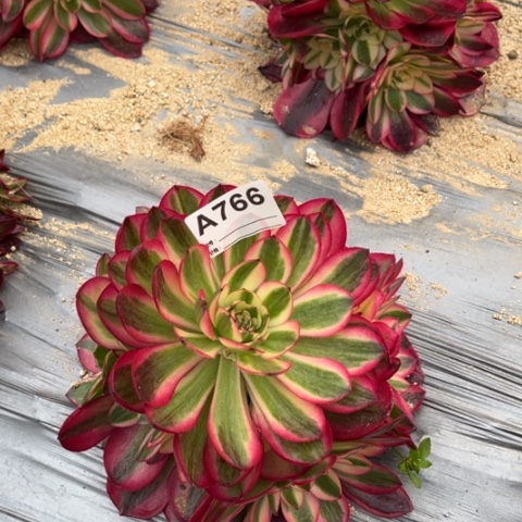 多肉植物荔枝捧花