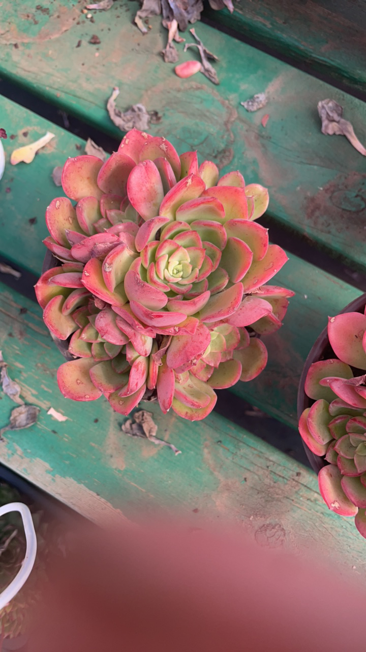 栖云花坊/高贵老桩