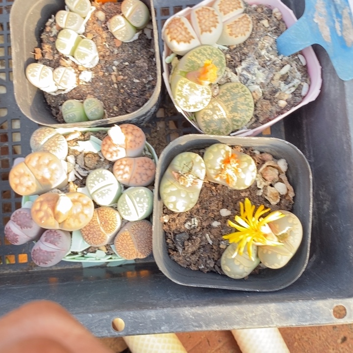 ****∽生石花的季节是最好628