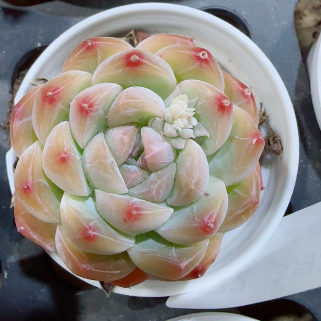 花语逸镜0327-472