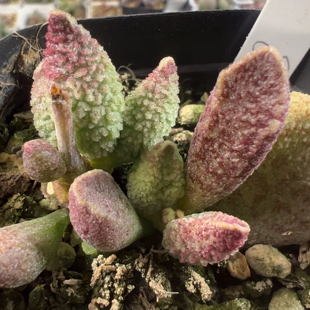 实生新品冰晶感多肉植物水泡