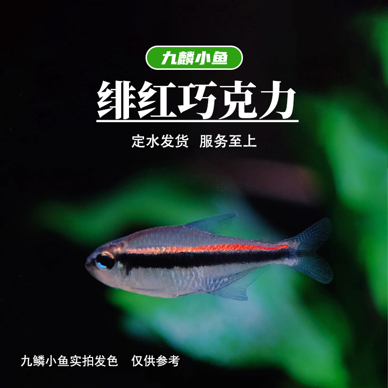 九鳞小鱼 【绯红巧克力】   满三单发货