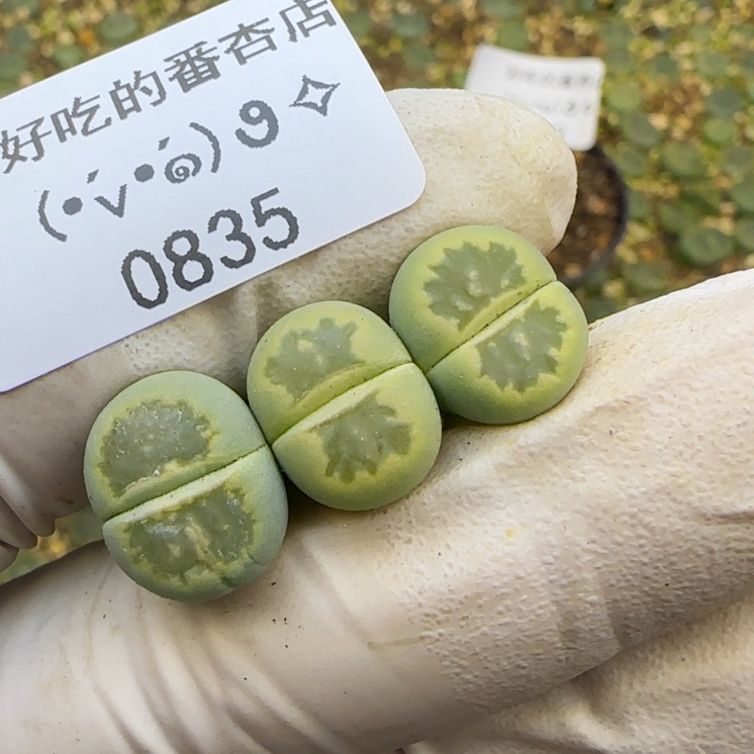 0835。默认脱土。18包邮。偏远88包邮
