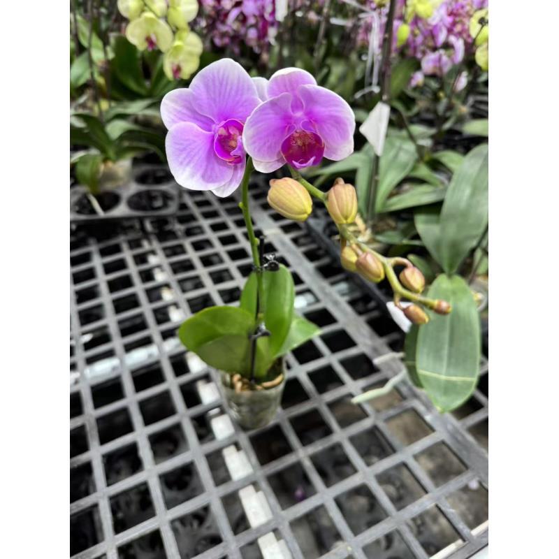 蝴蝶兰【波斯密语】昆明直发