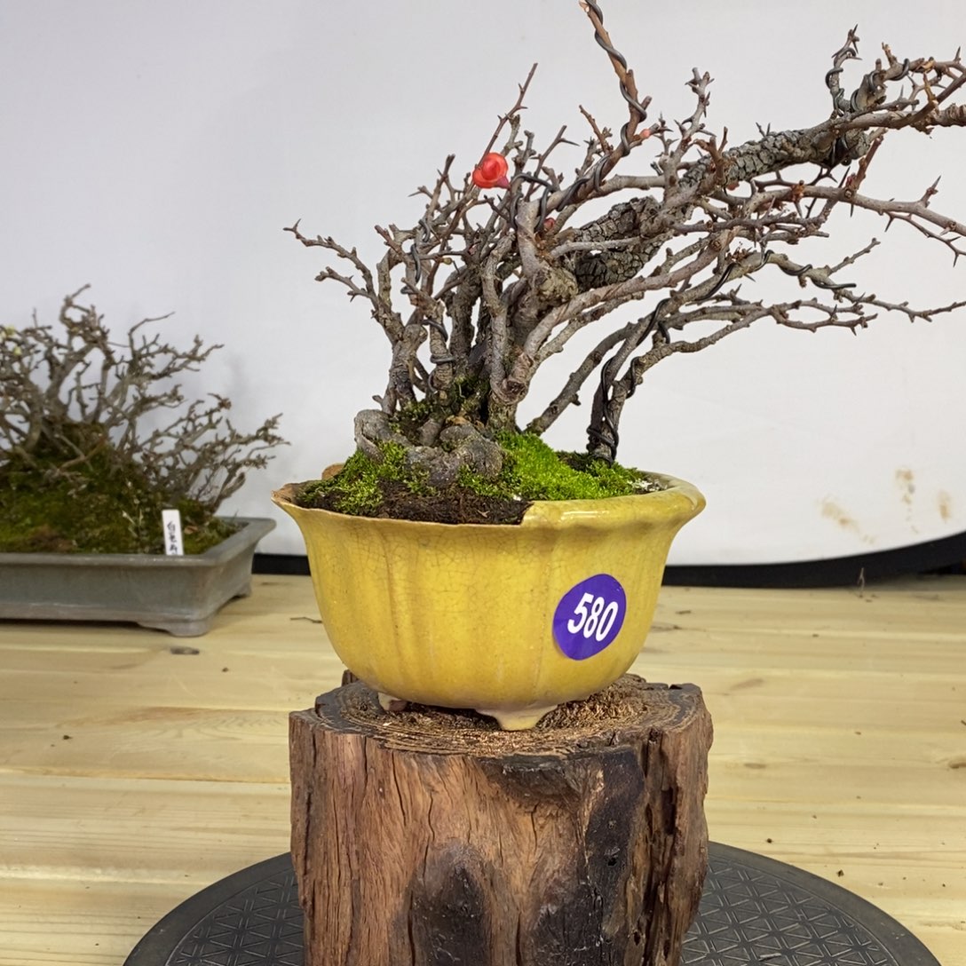 红陶年*力红红火火过大年580