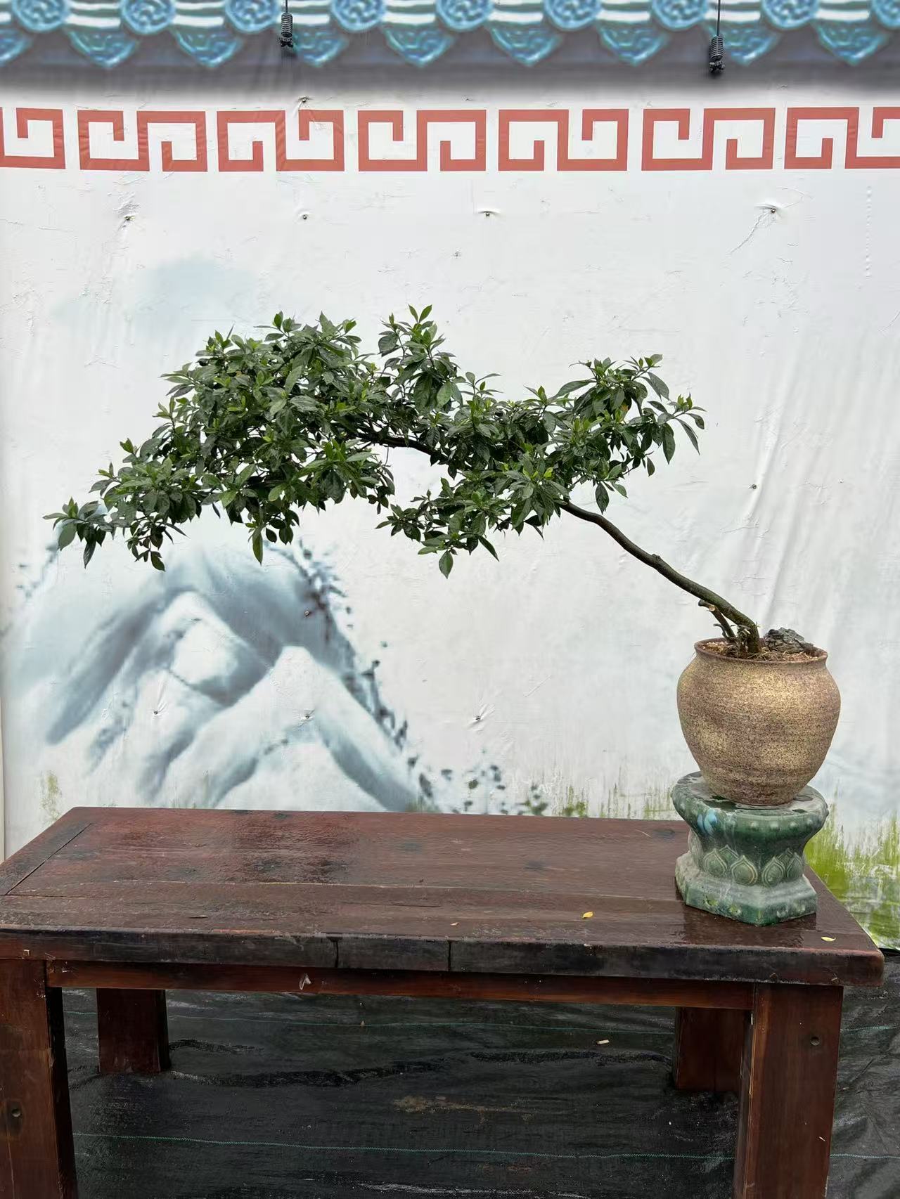 海岛栀子花老桩意境盆景盆栽绿植室内客厅净化空气四季常青造型