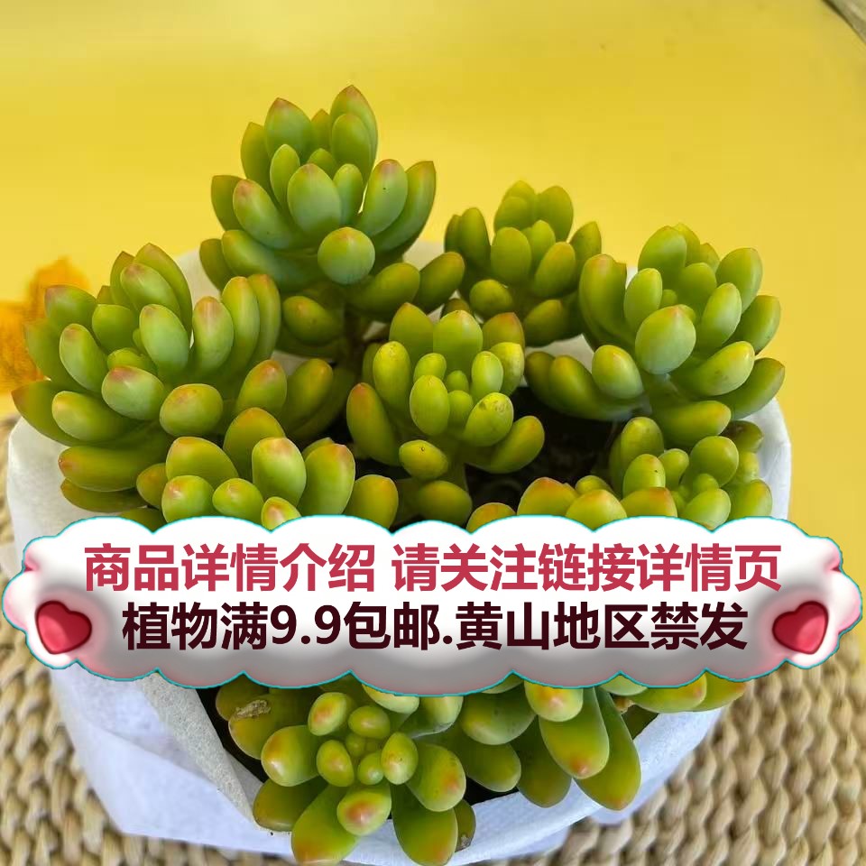 （带香味春萌-散桩）多肉要满9.9邮 多肉植物绿植吸甲醛
