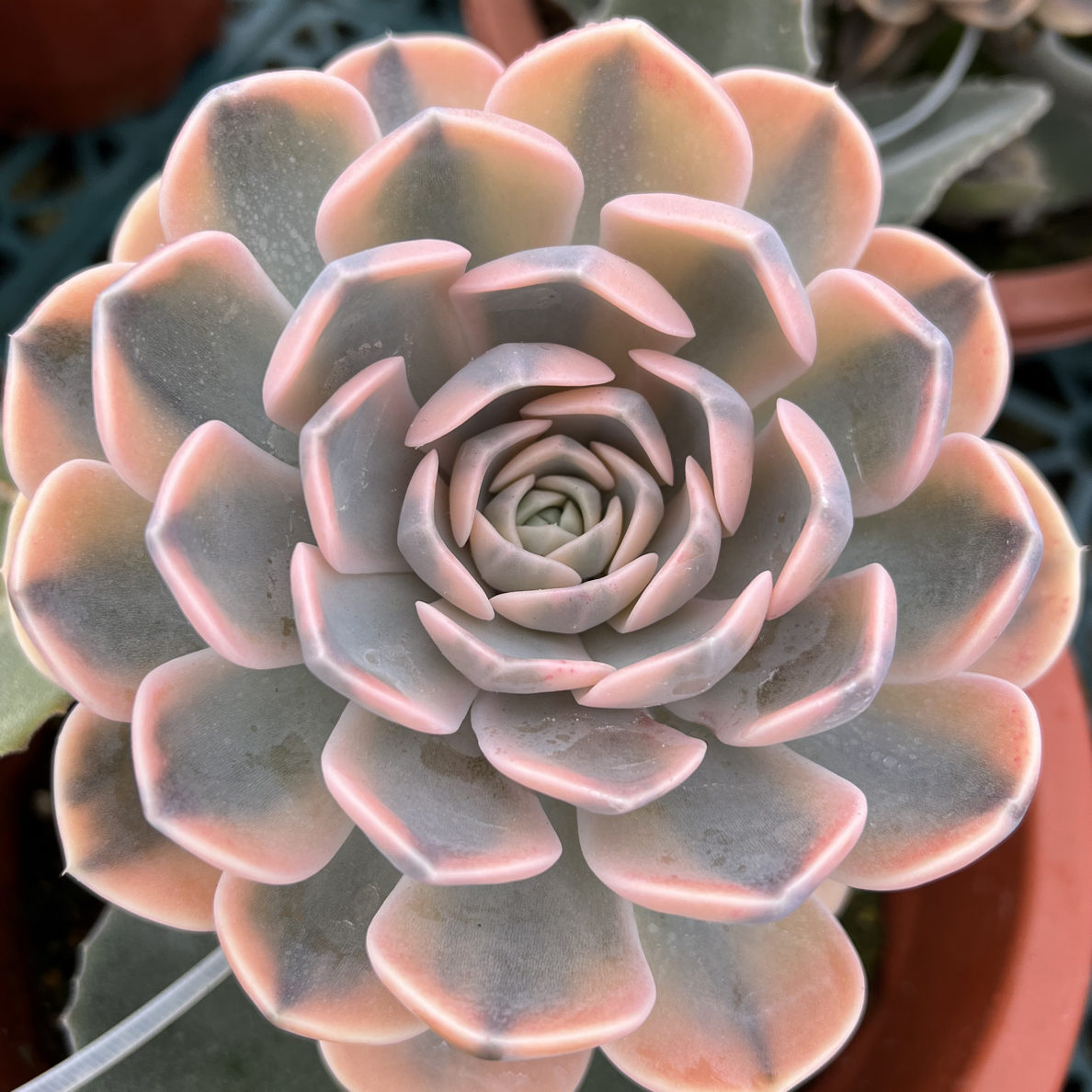 带架木发货汉堡覆伦锦 冠服10厘米起带土球泡沫球打包介意勿拍