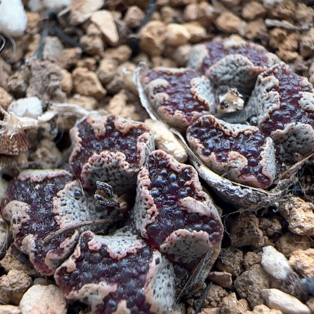 1273/四头超蝶勋章/