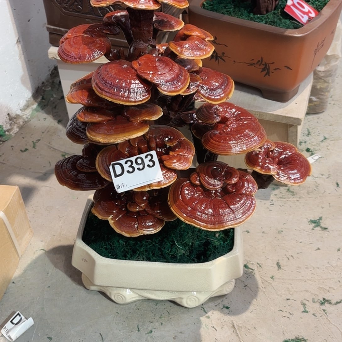 只***见无花朵灵芝585555555555555555