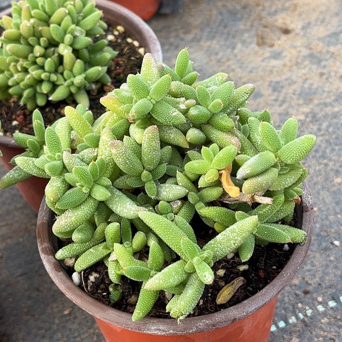 飞***觉昕宝玉米枝干番杏
