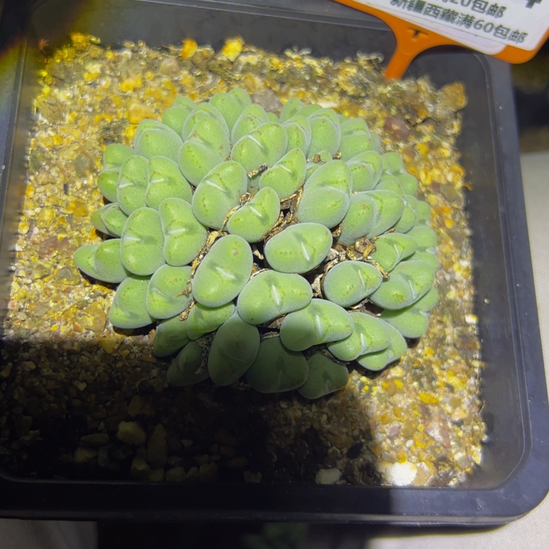 154 一物一拍，默认有伤，介意勿拍，不退不换