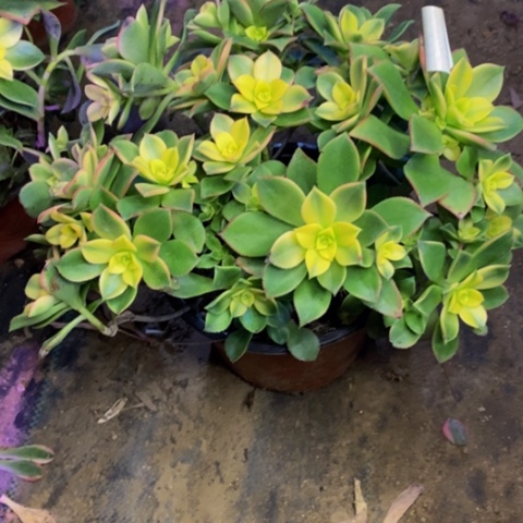 艳日辉多肉植物3355