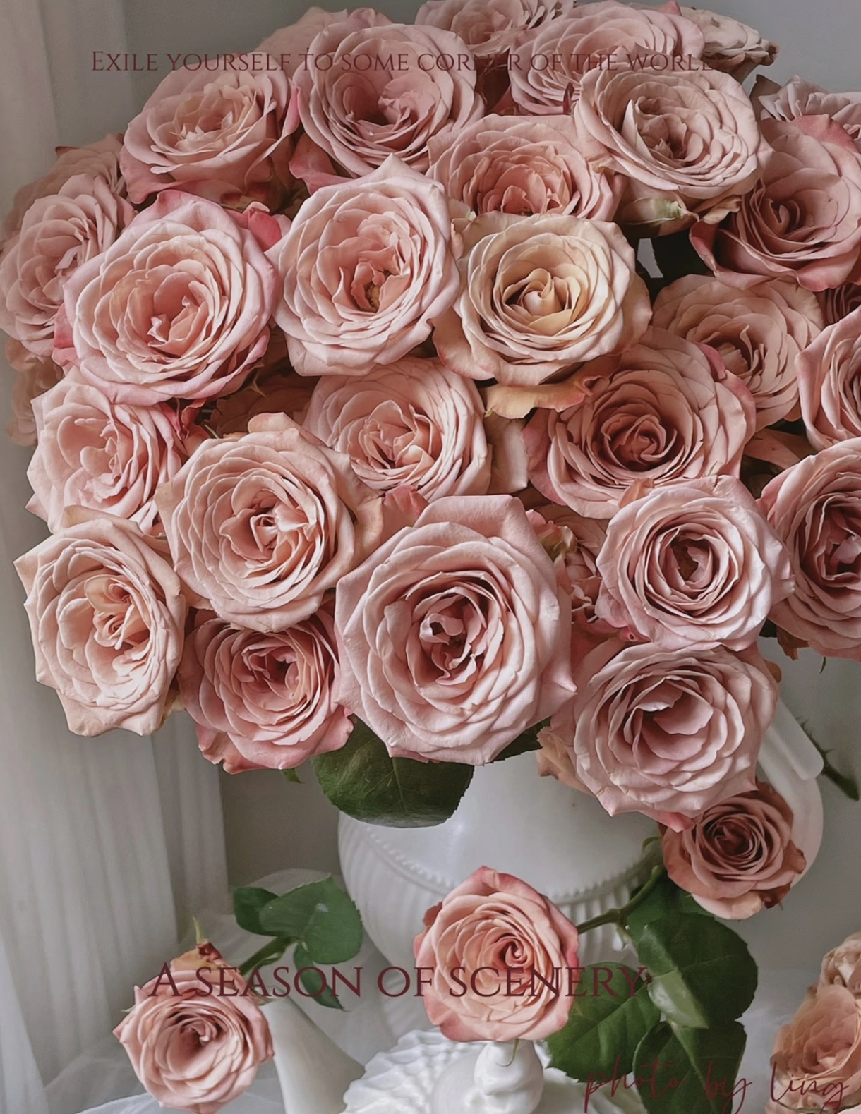 卡布奇诺玫瑰20支 高端复古色系鲜花