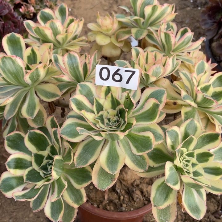 无花朵067多肉植物燕姿锦
