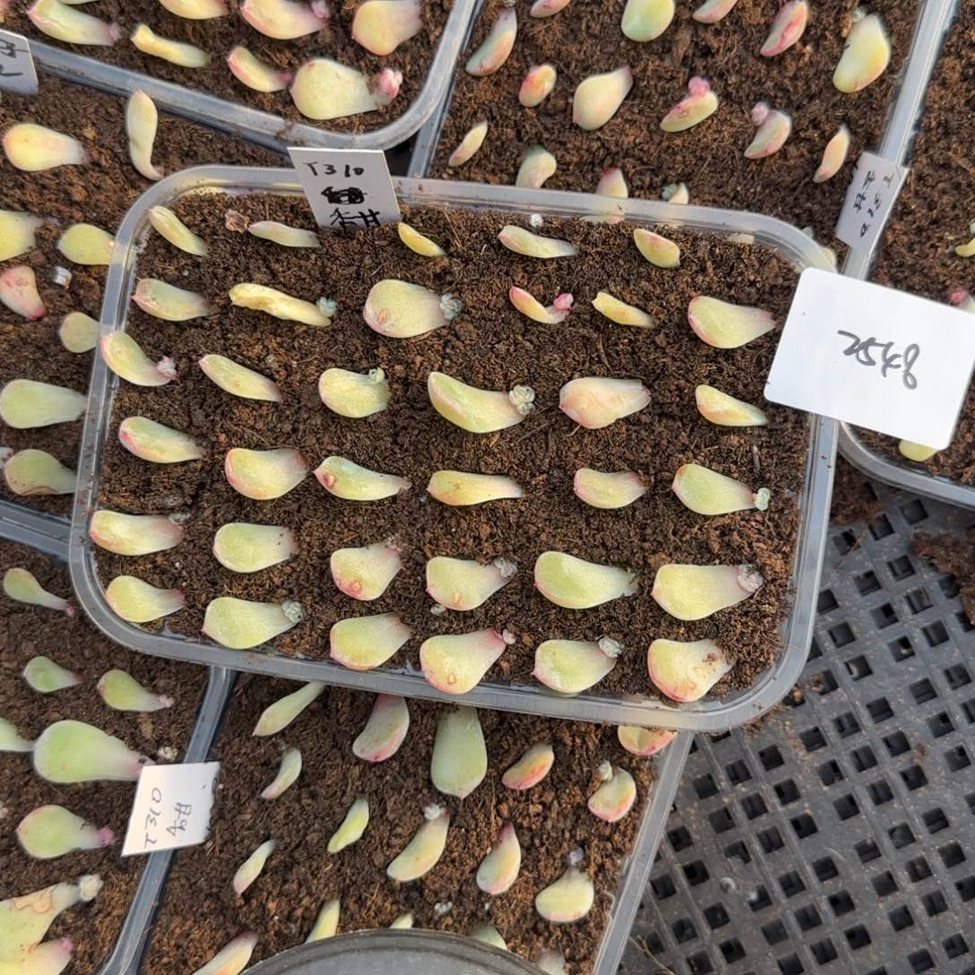 2548 号一半托满20包邮