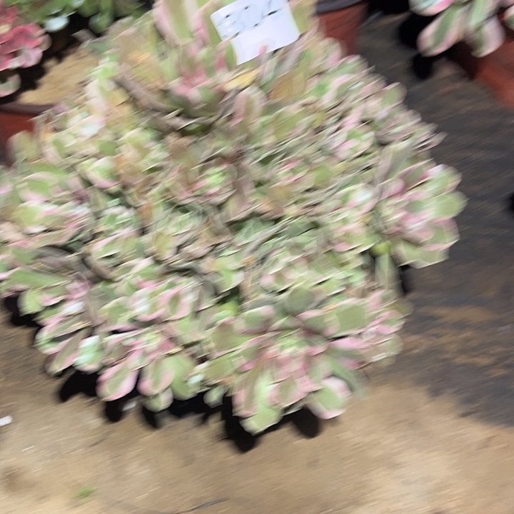 绿体焕沙多肉法师304号