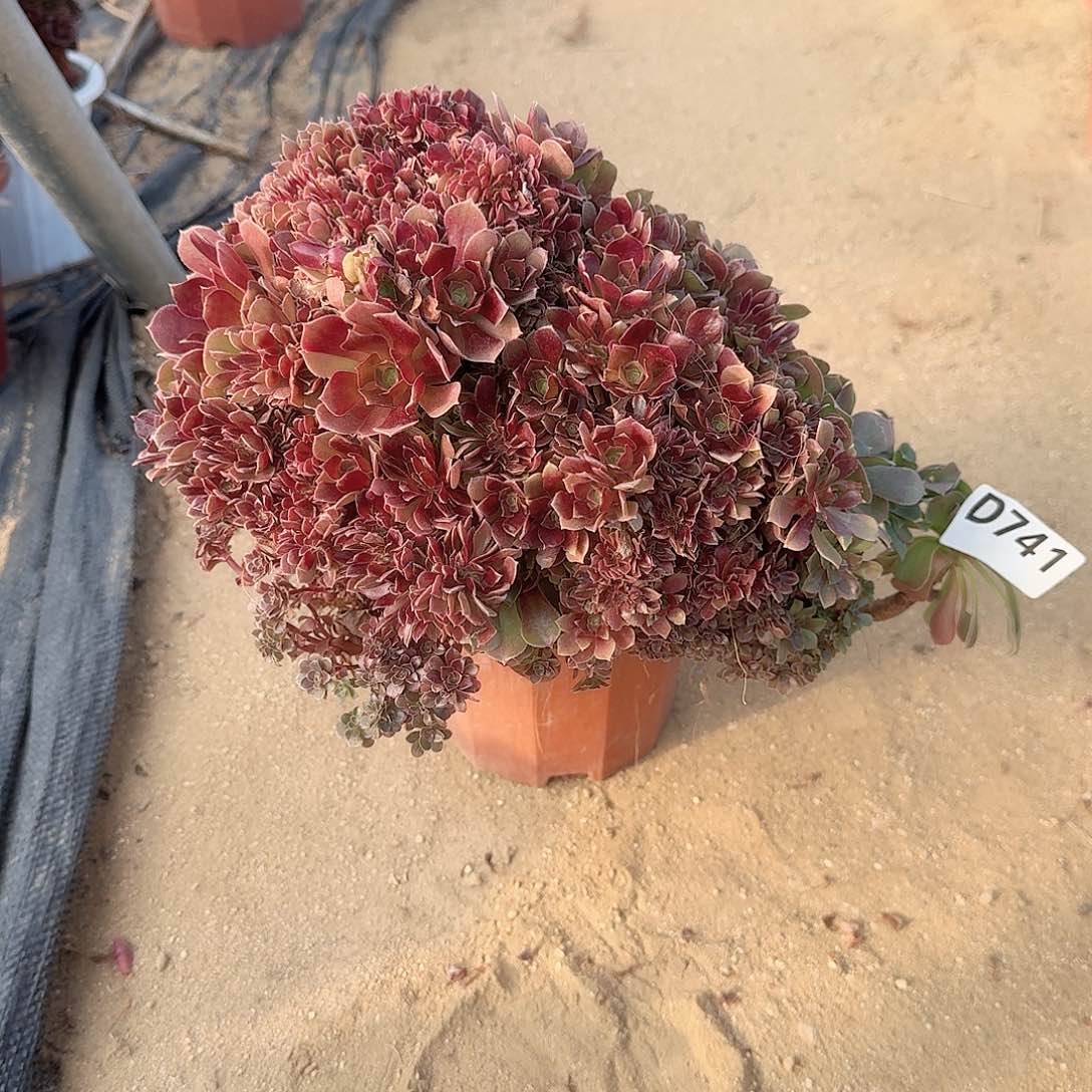 741火玫瑰朵朵一颗