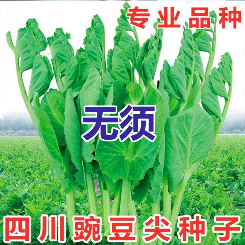 无须豌豆尖种子春秋播蔬菜种子豌豆苗种子四季易种阳台盆栽芽苗菜