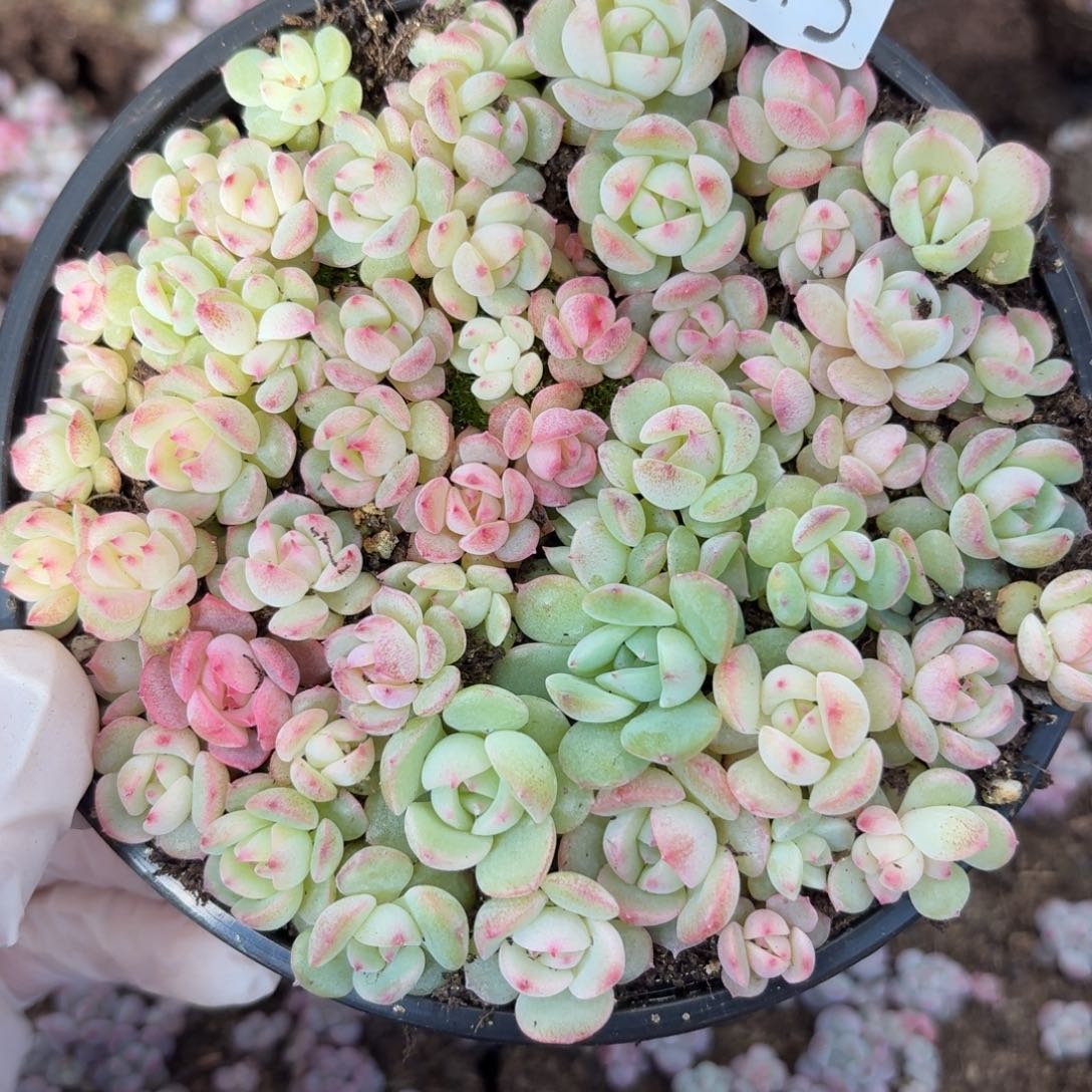 多肉植物多肉植物381