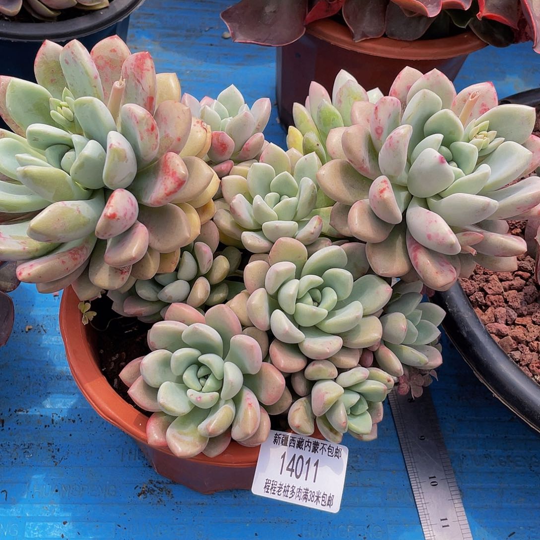 缘**你花瓣露140011多肉