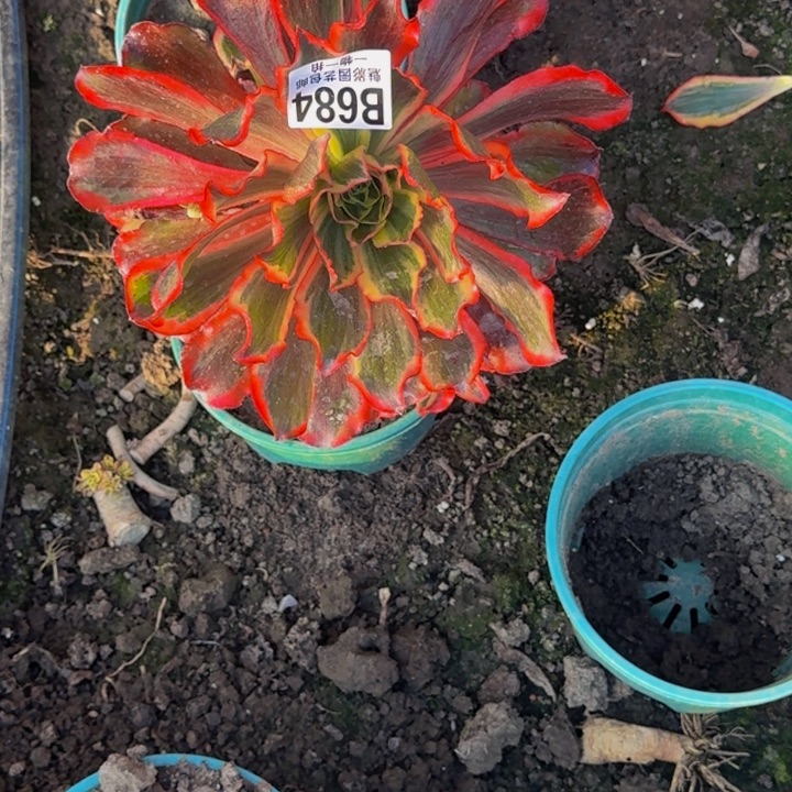 魅影花25-47包邮花花