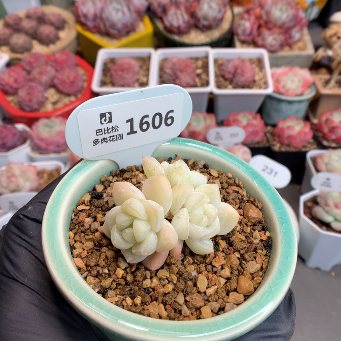 1606 特迷你黄心冰玉