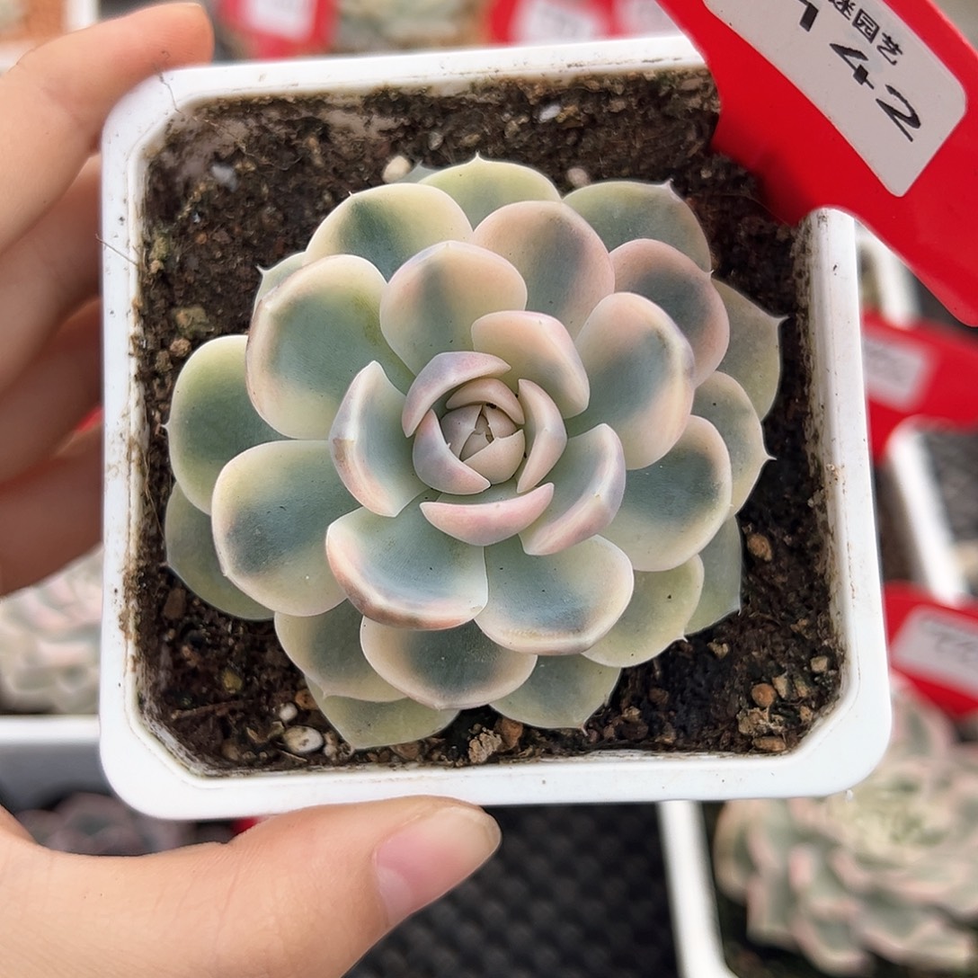 142号汉堡锦多肉植物