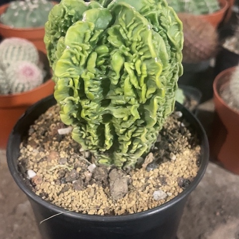 实生核桃带盆土发货