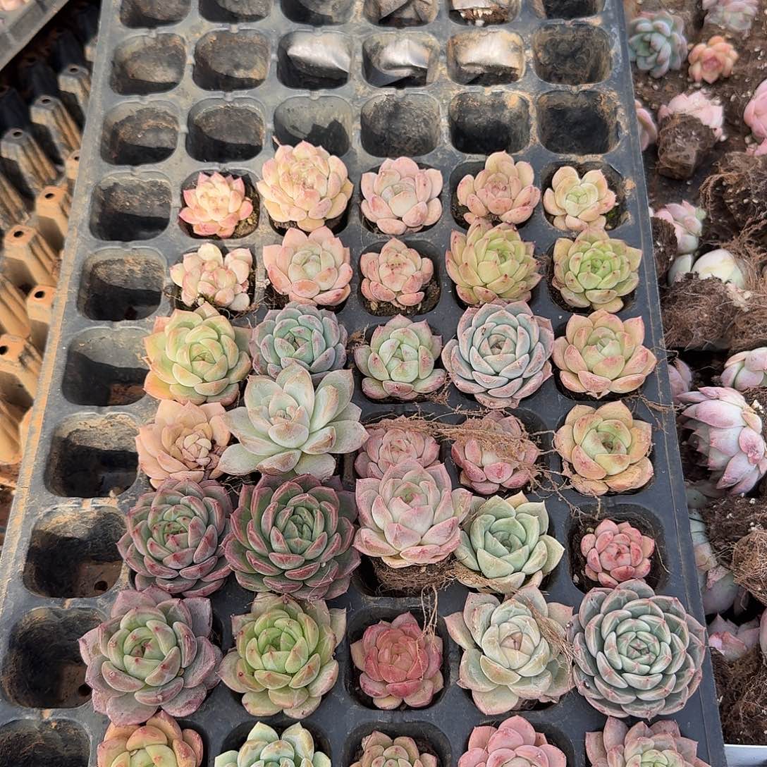 1-10中门左六编号珍妮四十颗+梦露杂家一颗量拍