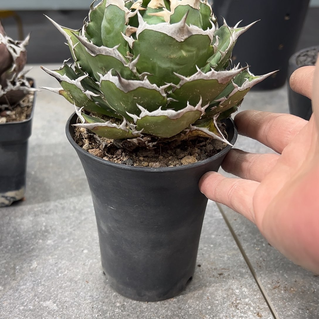 明***天宝珠龙舌兰6666888