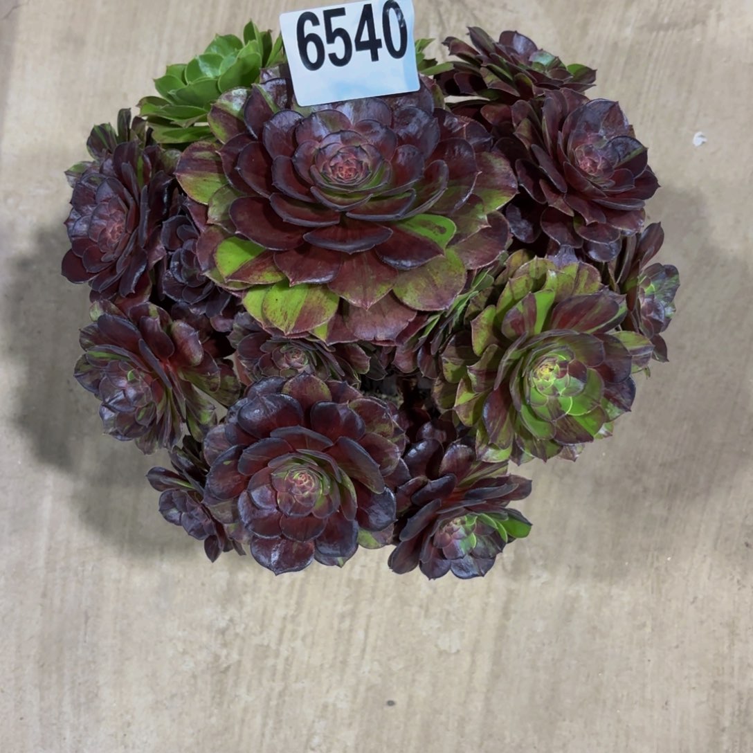 无花朵6540花月夜11111111