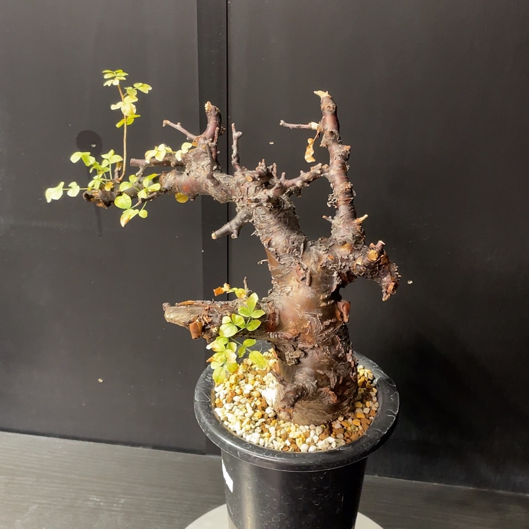 黑皮勃然恩斯老家熟桩