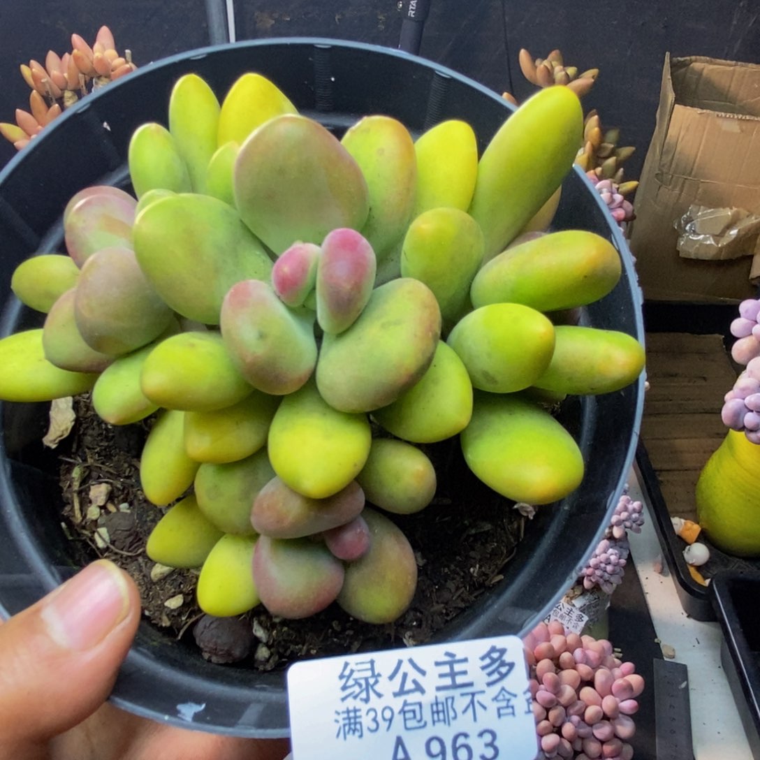 963芒果奶多肉11c m