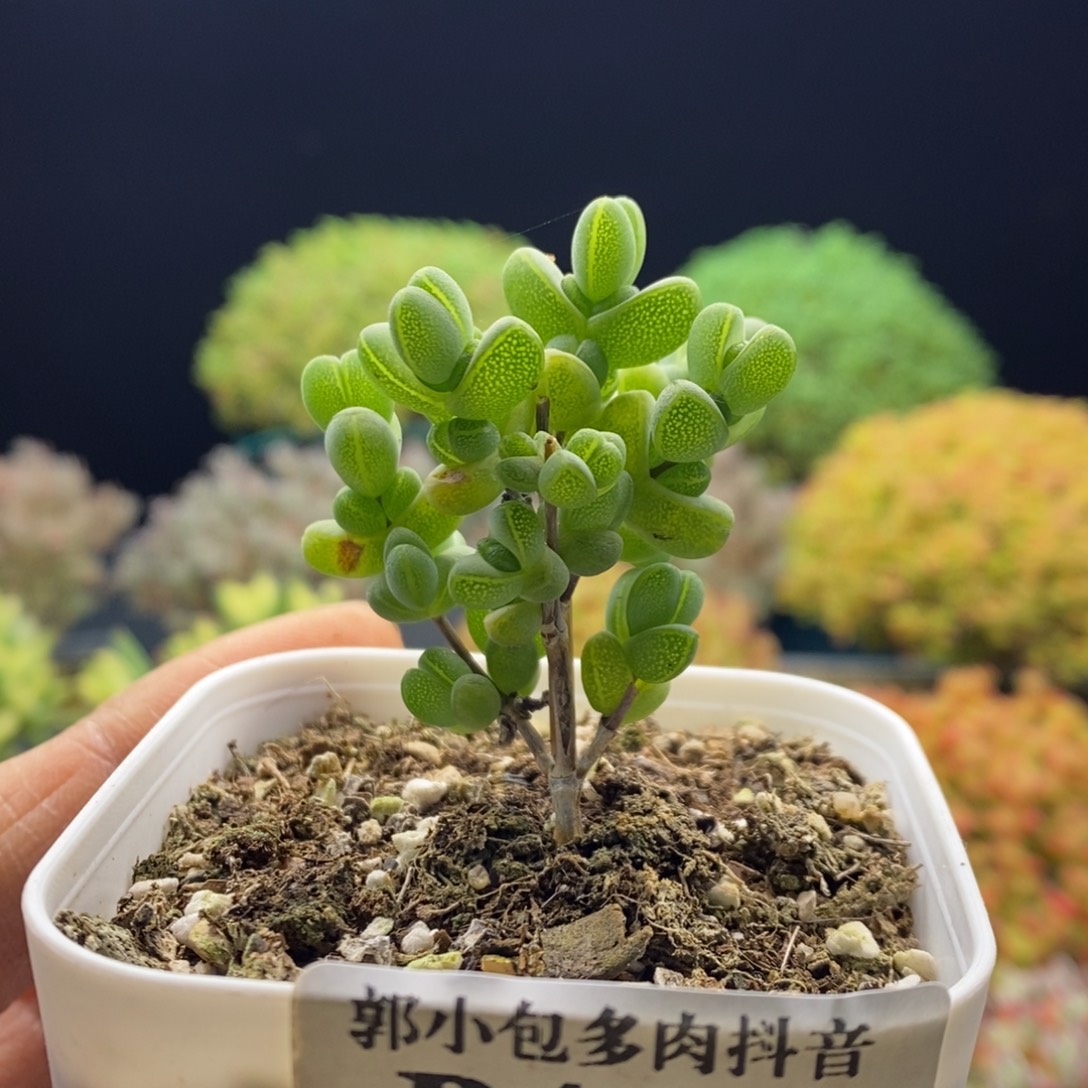 413元宝。         