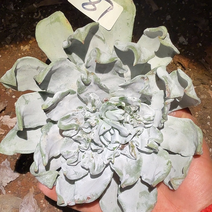 3代杂交仙女杯多肉福利瑕疵