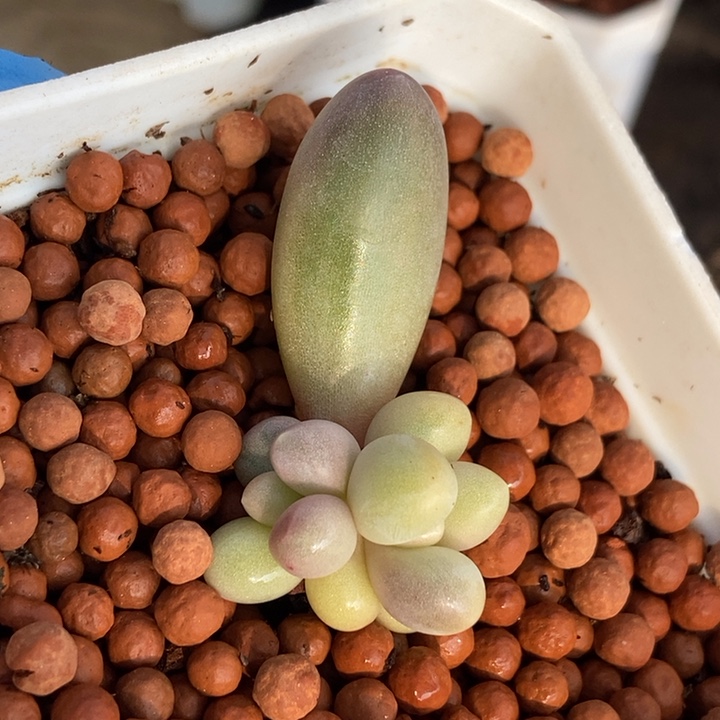 汤圆锦多肉植物多肉