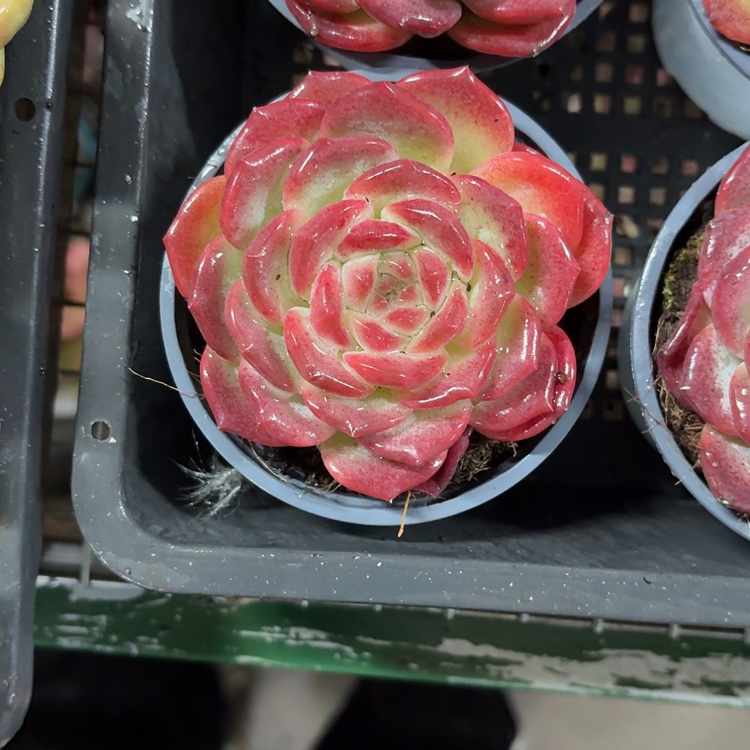 琥珀新品多肉9㎝盆满