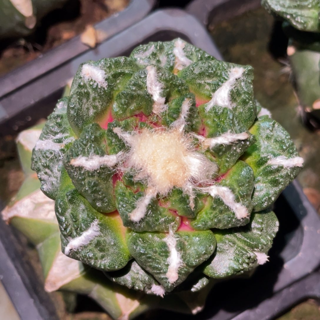 丸犹中筋龟甲牡丹 仙人球