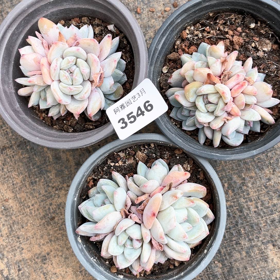 阿雅园艺。    3546